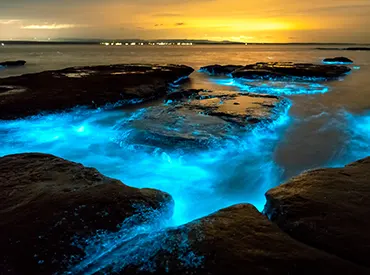 La bioluminescence